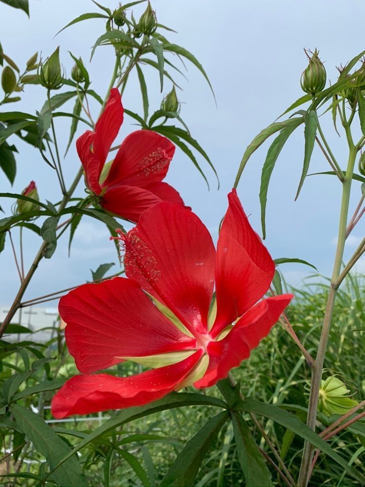 blossom&C7の画像