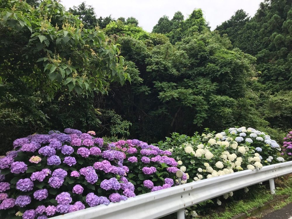 べべさんが投稿したあじさいロード（三ヶ根山スカイライン）に関する口コミの画像