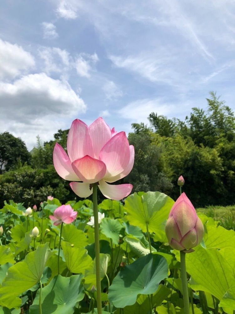 花❁⃘華  さんが投稿した浄瑠璃寺に関する口コミの画像