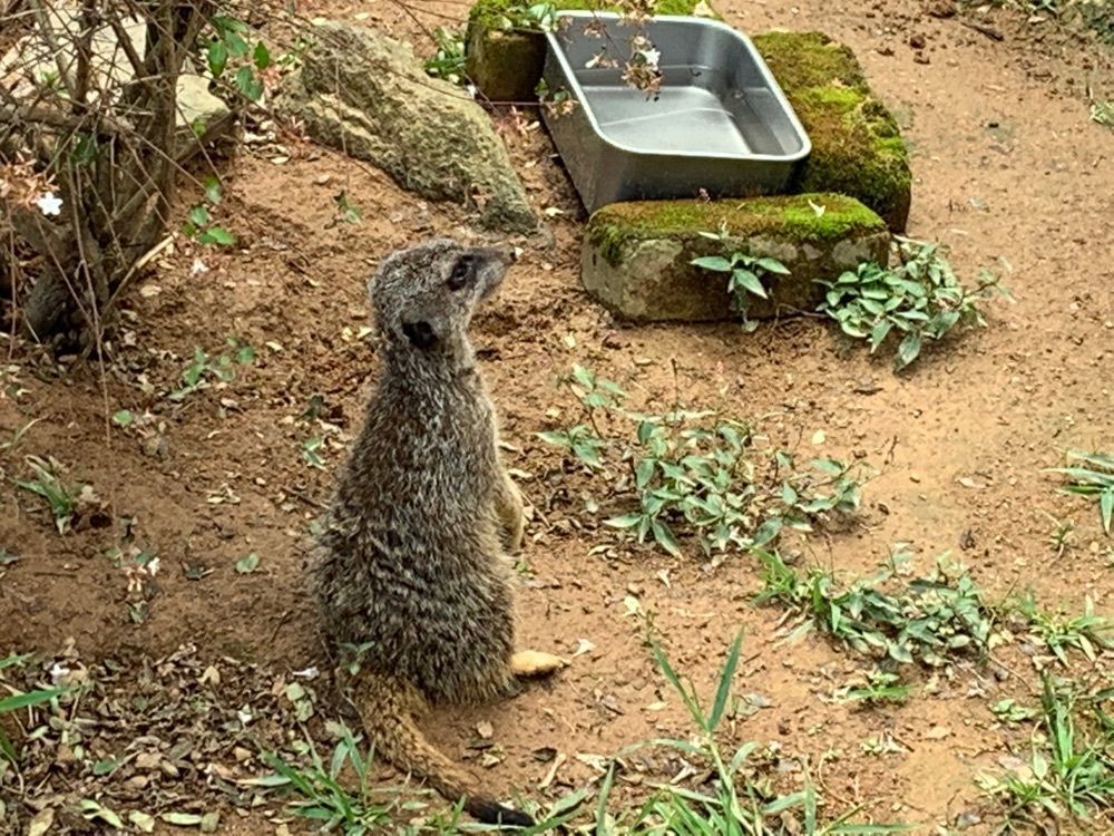 formal_cafeteria_8688さんが投稿した宮崎市フェニックス自然動物園に関する口コミの画像