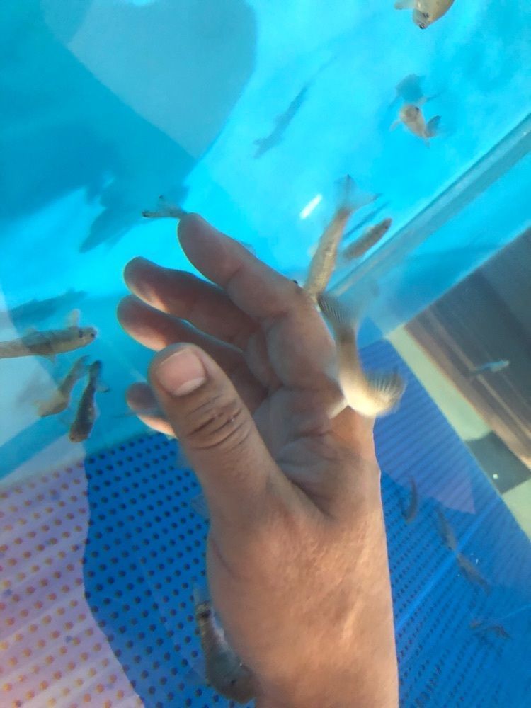 たうこさんが投稿したディッピンドッツ 越前松島水族館に関する口コミの画像