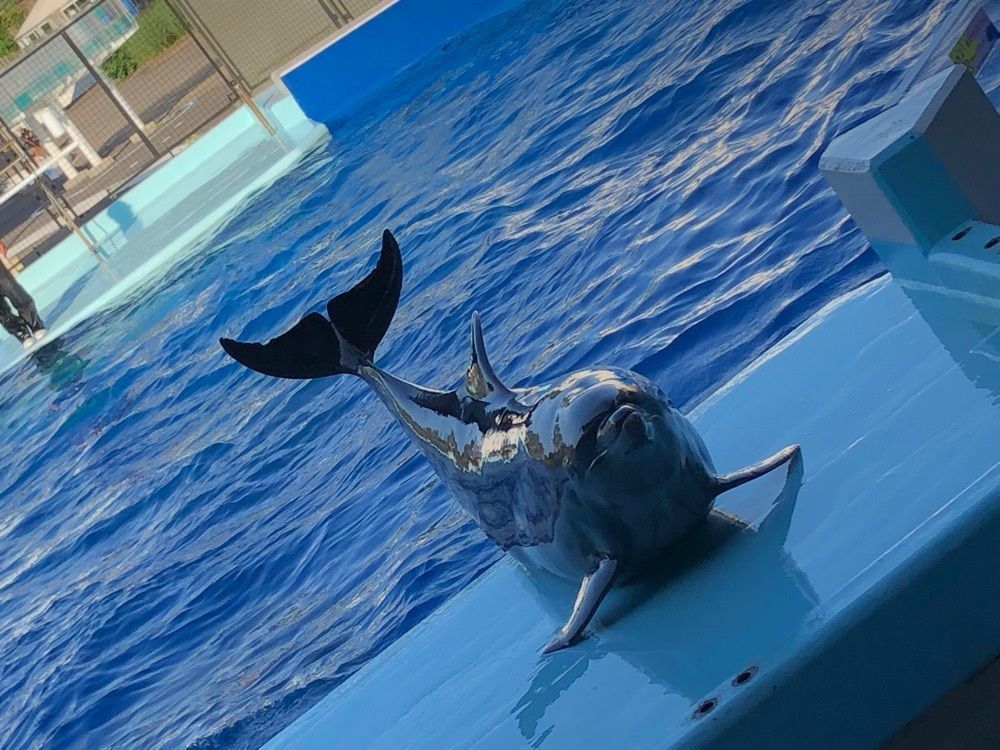 たうこさんが投稿したディッピンドッツ 越前松島水族館に関する口コミの画像