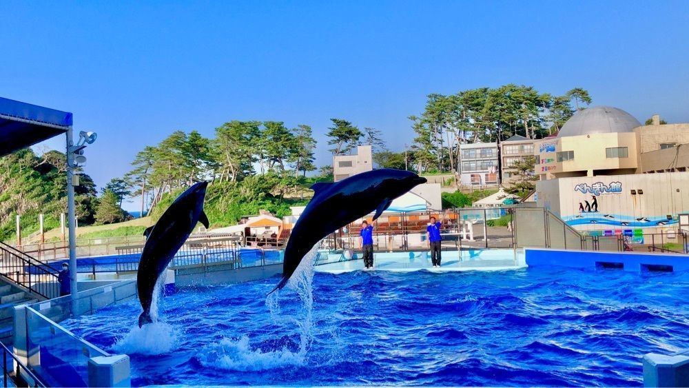 たうこさんが投稿したディッピンドッツ 越前松島水族館に関する口コミの画像