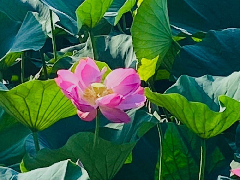 Musashiさんが投稿した称名寺の蓮に関する口コミの画像