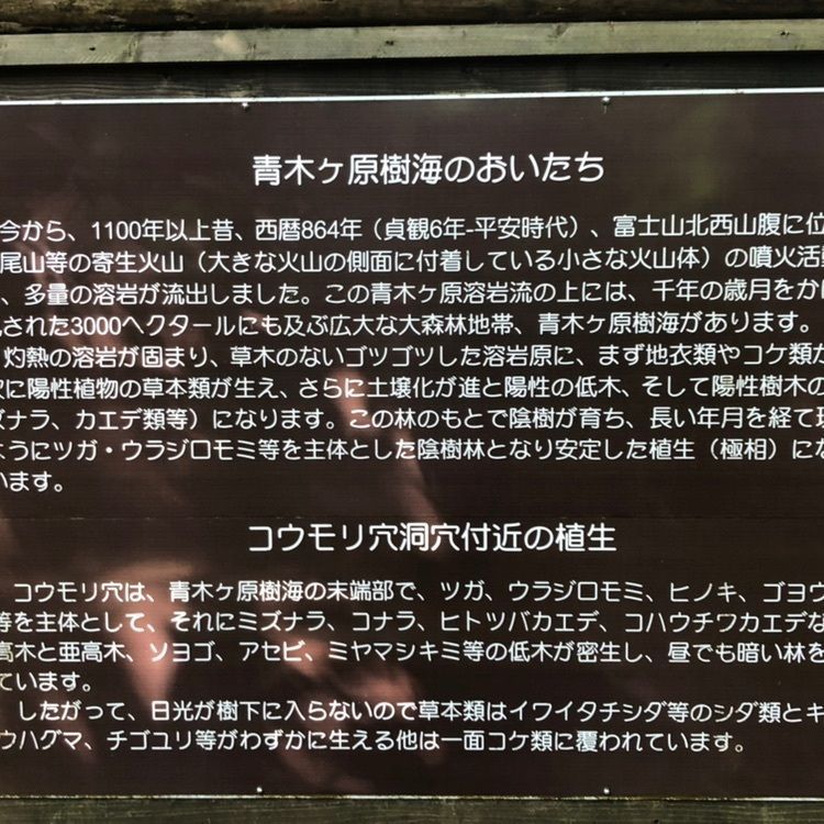 タッキーさんが投稿した青木ケ原樹海に関する口コミの画像