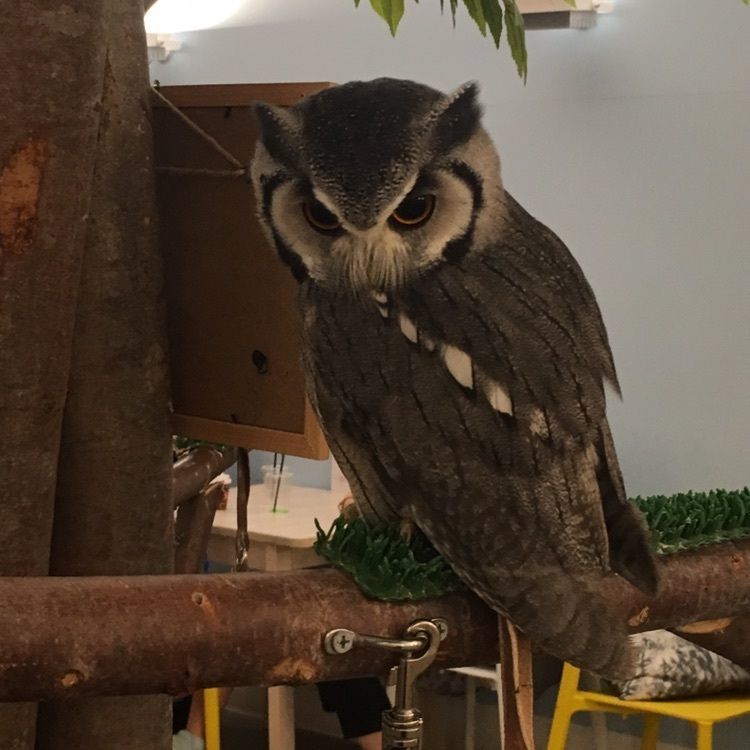 けんけんさんが投稿したモフアニマルカフェ イーアス高尾店（Moff animal cafe）に関する口コミの画像