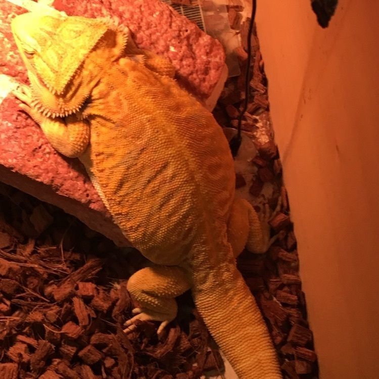 けんけんさんが投稿したモフアニマルカフェ イーアス高尾店（Moff animal cafe）に関する口コミの画像