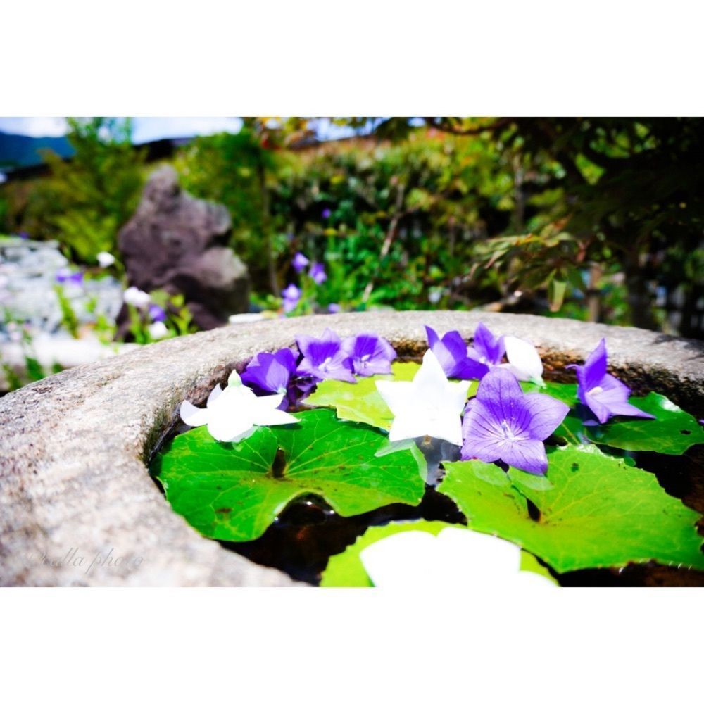 urban_garden_243aさんが投稿したききょうの里に関する口コミの画像