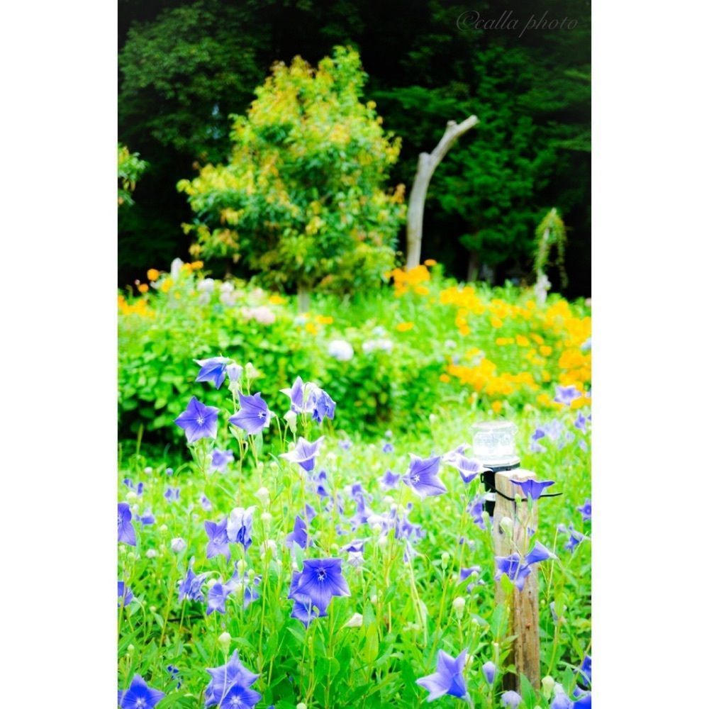 urban_garden_243aさんが投稿したききょうの里に関する口コミの画像