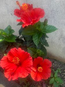 阿弥陀寺木造薬師如来立像 3枚目