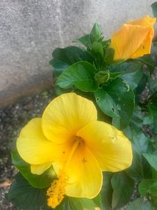 阿弥陀寺木造薬師如来立像 4枚目