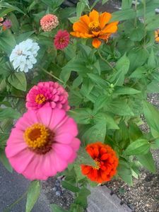 阿弥陀寺木造薬師如来立像 5枚目