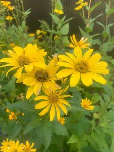 阿弥陀寺木造薬師如来立像 6枚目