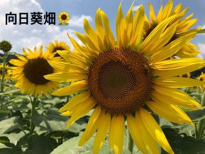 上野町ひまわり園 4枚目