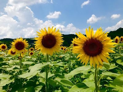 上野町ひまわり園 5枚目