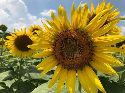 上野町ひまわり園 6枚目