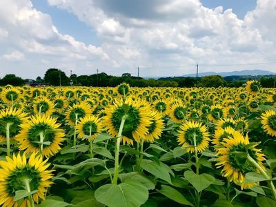 上野町ひまわり園 7枚目