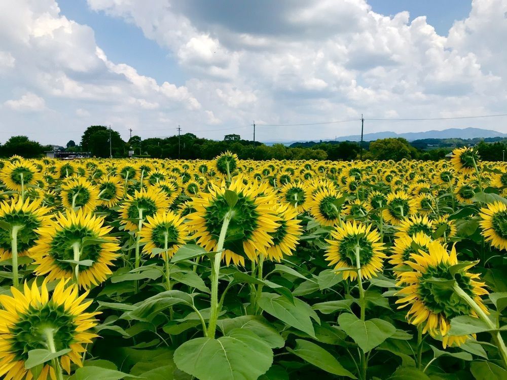 じゅん2さんが投稿した上野町ひまわり園に関する口コミの画像