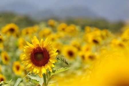 南光スポーツ公園(若あゆランド) 8枚目