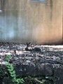 fumiさんが投稿した横浜市立金沢動物園に関する口コミの画像