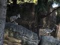 fumiさんが投稿した横浜市立金沢動物園に関する口コミの画像