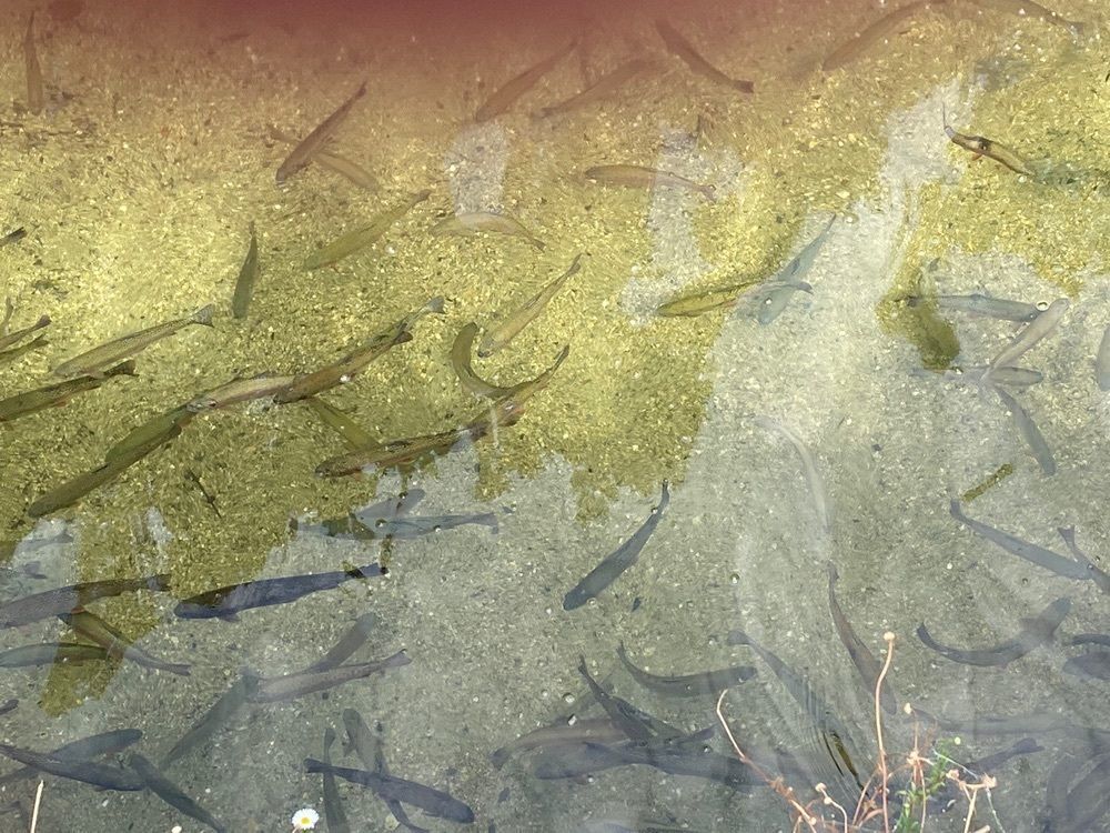 あるふぃすたさんが投稿した万古渓養魚観光センターに関する口コミの画像