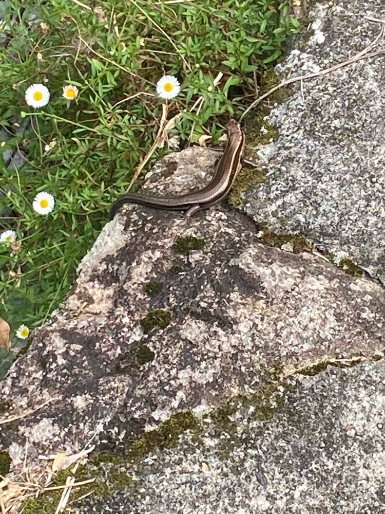 あるふぃすたさんが投稿した万古渓養魚観光センターに関する口コミの画像