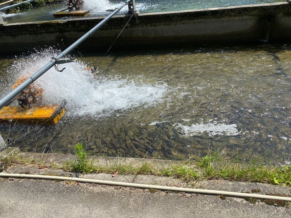 あるふぃすたさんが投稿した万古渓養魚観光センターに関する口コミの画像
