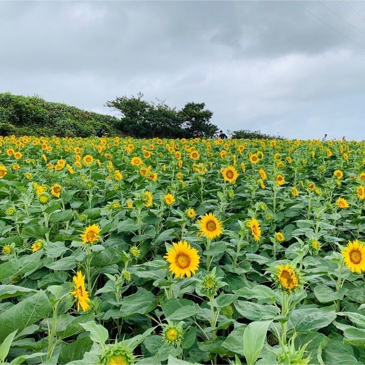 k_mさんが投稿した花ひろばに関する口コミの画像