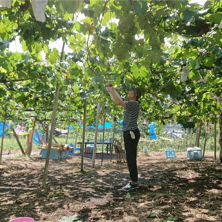 くみたろうさんが投稿した勧修寺観光農園に関する口コミの画像