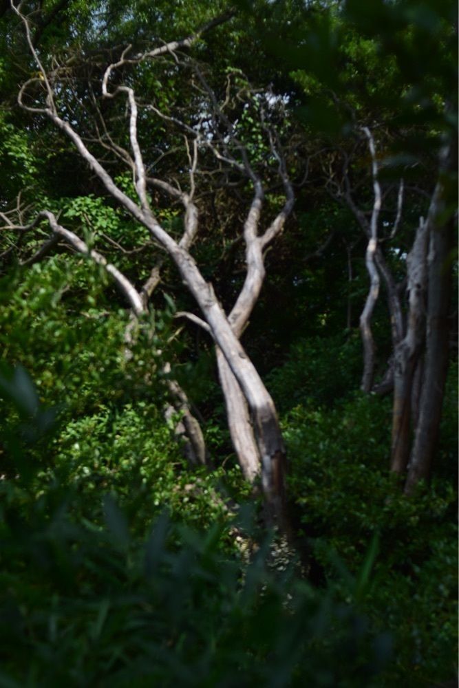 佳さんが投稿した生駒山上遊園地に関する口コミの画像