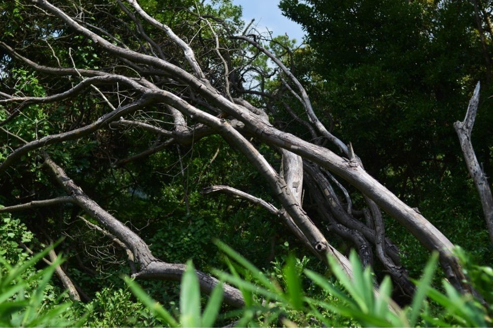 佳さんが投稿した生駒山上遊園地に関する口コミの画像