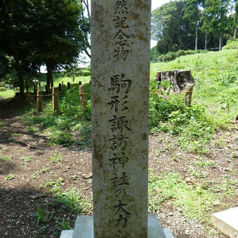 しゃんぽんさんが投稿した駒形諏訪神社の大カシに関する口コミの画像