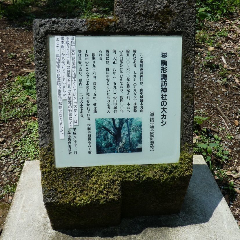 しゃんぽんさんが投稿した駒形諏訪神社の大カシに関する口コミの画像