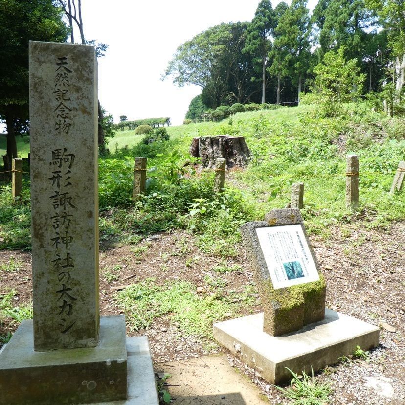 しゃんぽんさんが投稿した駒形諏訪神社の大カシに関する口コミの画像