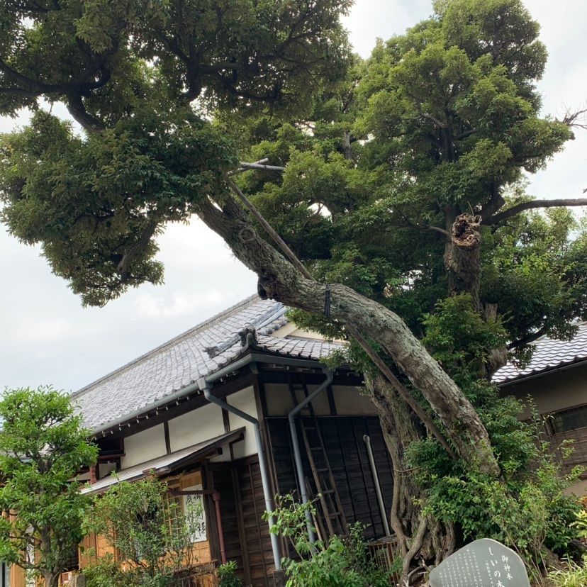 しゃんぽんさんが投稿した日枝神社に関する口コミの画像