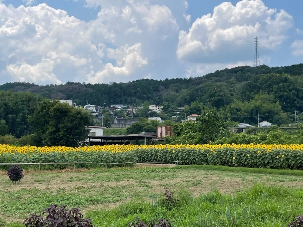ルーヒロやんさんが投稿した五條市に関する口コミの画像