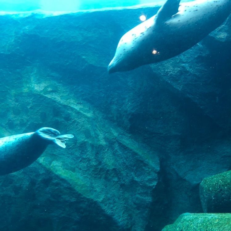 きのぴおさんが投稿した旭川市旭山動物園に関する口コミの画像