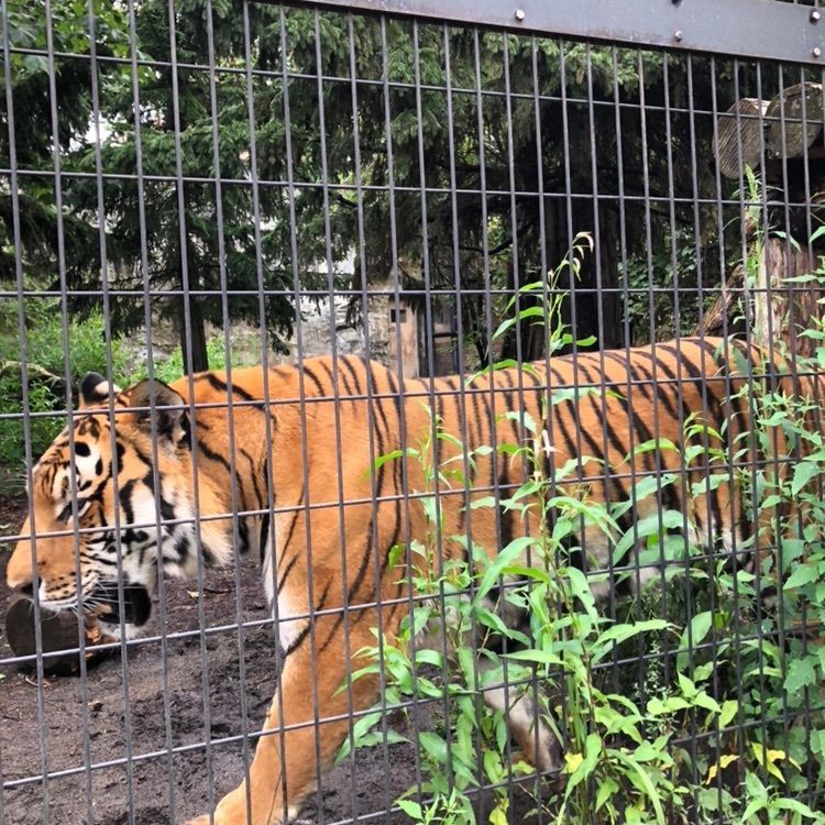 きのぴおさんが投稿した旭川市旭山動物園に関する口コミの画像
