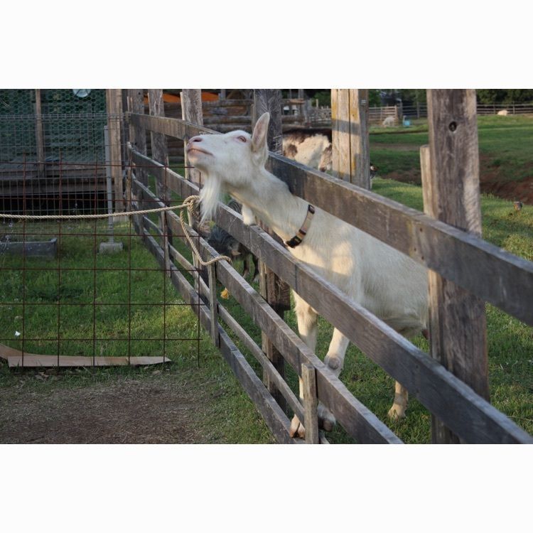 (( 'ω'  三  'ω' ))さんが投稿したゆいのふね　～岐阜・清流オフィス～に関する口コミの画像