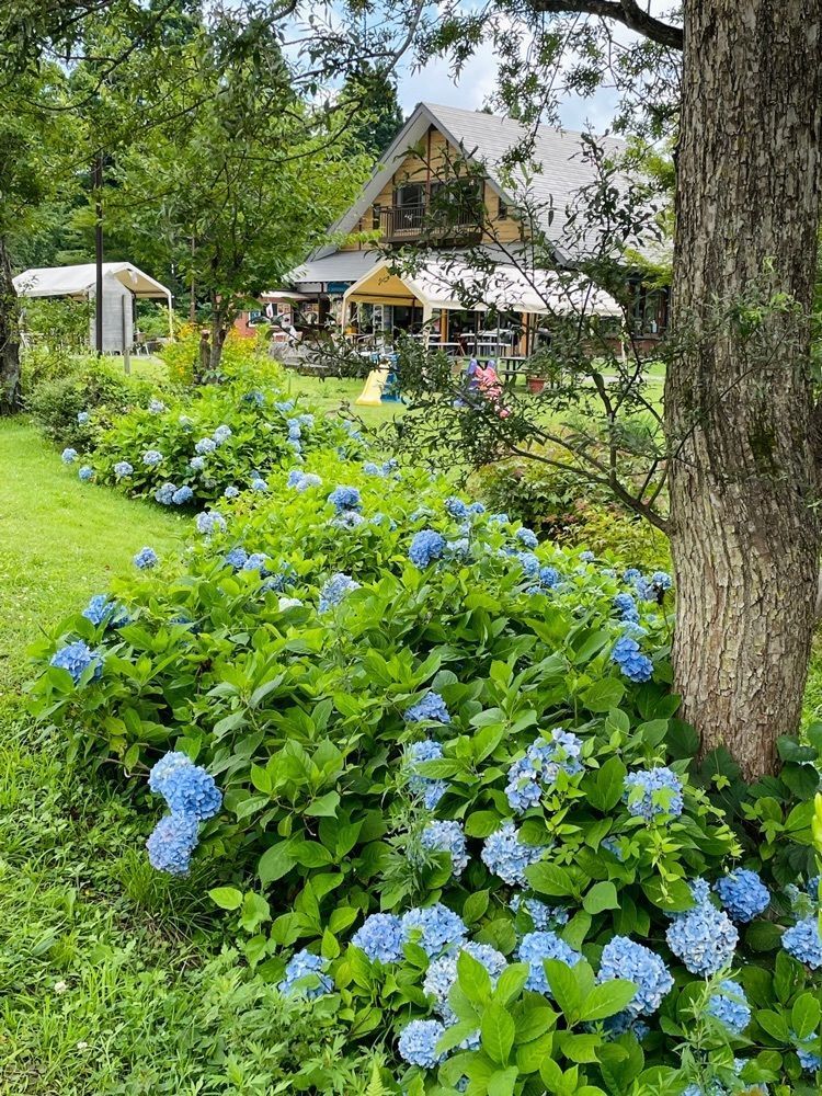 ダルマ大使さんが投稿したそば茶屋 極楽坊に関する口コミの画像