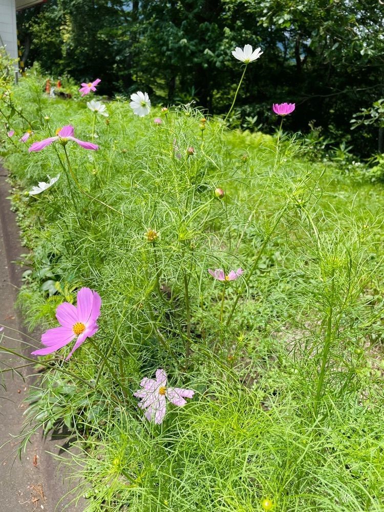 ダルマ大使さんが投稿したそば茶屋 極楽坊に関する口コミの画像