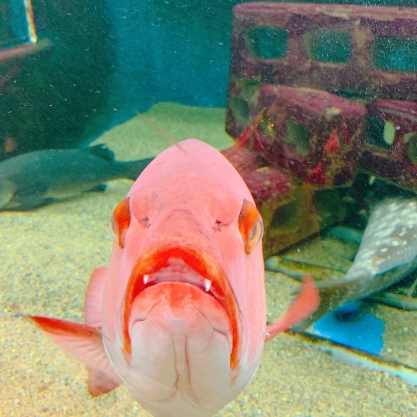鉄道こまちさんが投稿した京大白浜水族館に関する口コミの画像