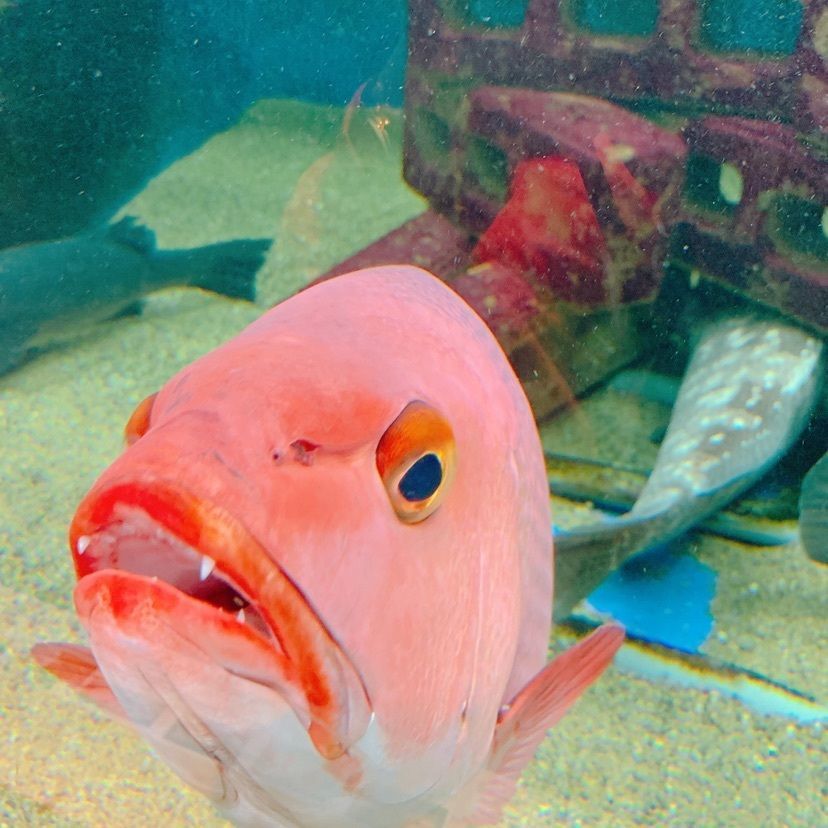 鉄道こまちさんが投稿した京大白浜水族館に関する口コミの画像