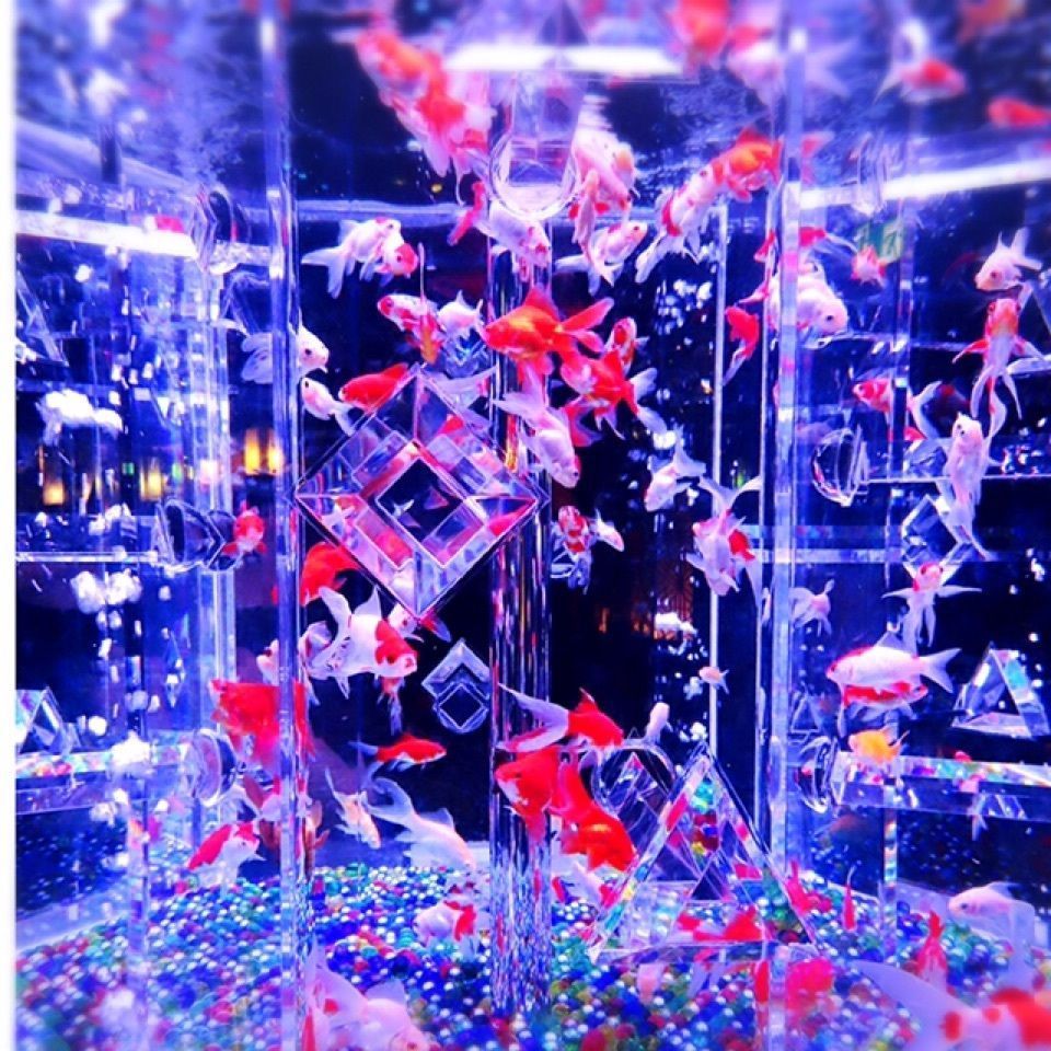 yoshiさんが投稿した画像の画像