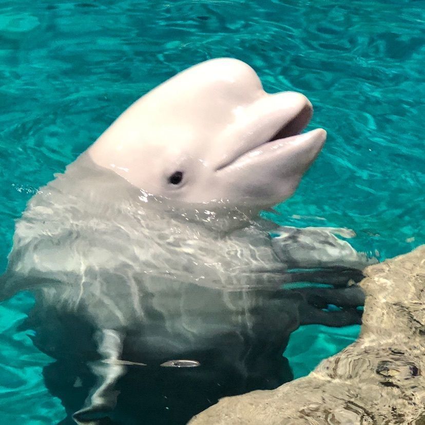 himbaさんが投稿した名古屋港水族館に関する口コミの画像