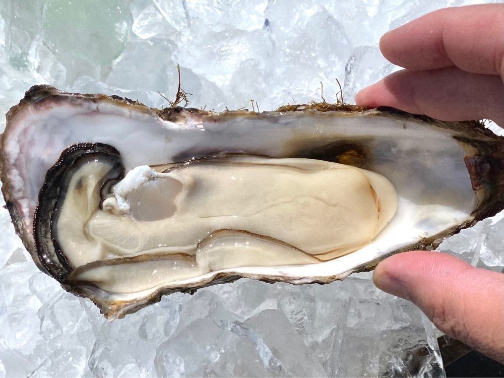 たつさんが投稿したお食事処 魚一に関する口コミの画像