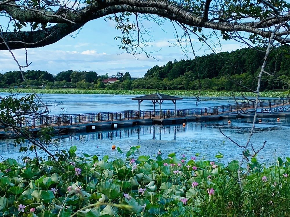 Musashiさんが投稿した平筒沼ふれあい公園に関する口コミの画像
