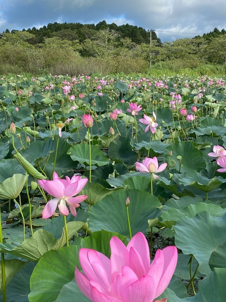 Musashiさんが投稿した平筒沼遊歩道に関する口コミの画像