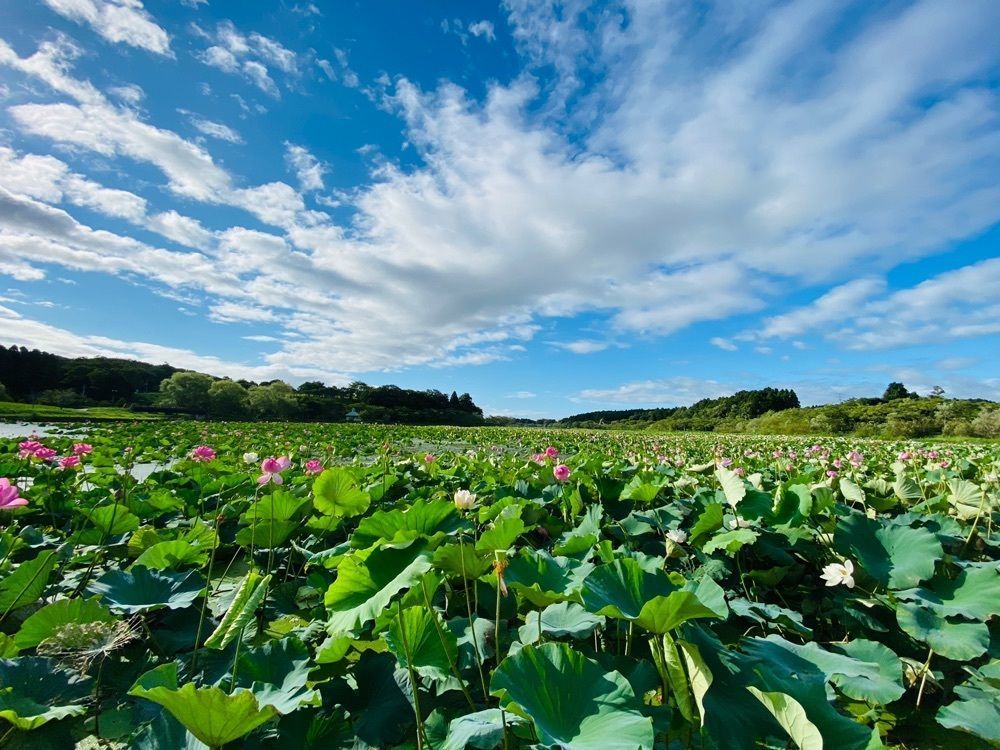 Musashiさんが投稿した平筒沼遊歩道に関する口コミの画像